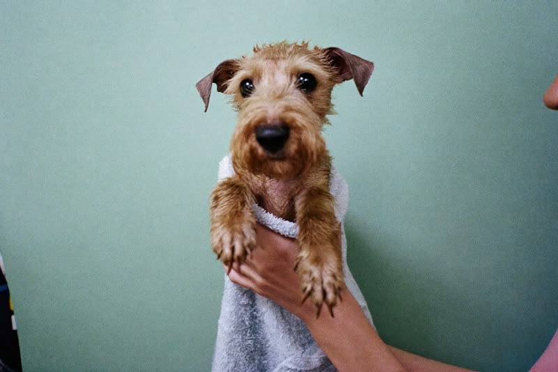 A small wet terrier being lifted from the bath in a towel
