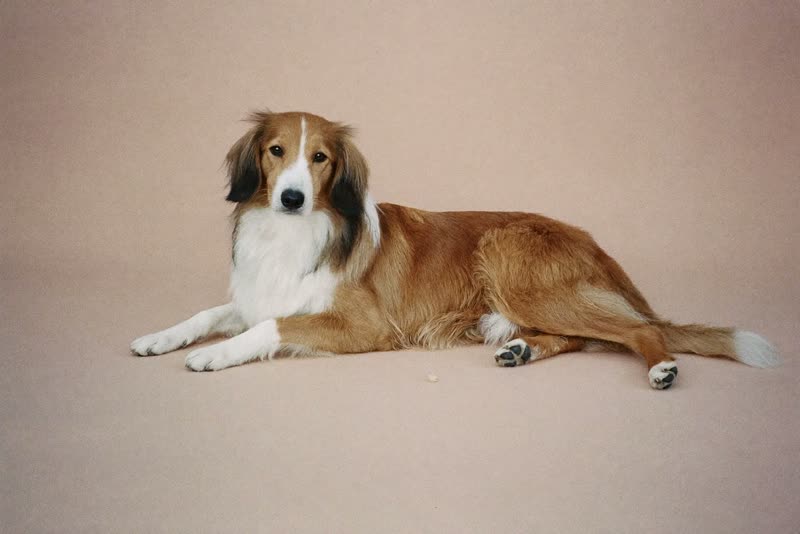 A long-haired dog relaxed after a groom