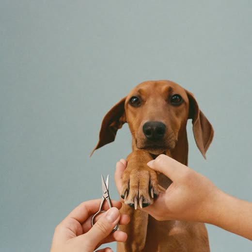 A dog's paw held gently beside nail clippers