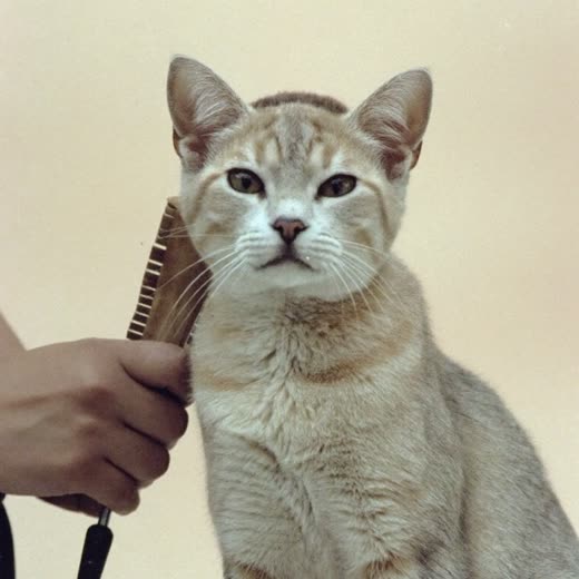 A calm cat being groomed